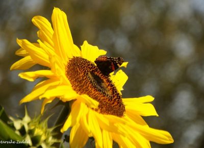 Schmetterling auf Sonnenblume im Gemeinschaftsgarten Domsee Ratzeburg