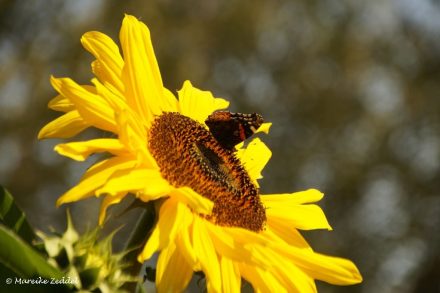 Schmetterling auf Sonnenblume im Gemeinschaftsgarten Domsee Ratzeburg