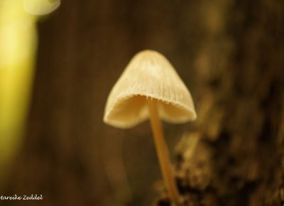 Einzelner Pilz im Wald