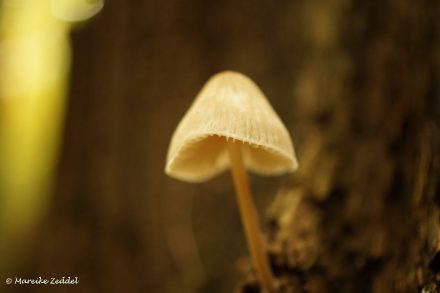 Einzelner Pilz im Wald