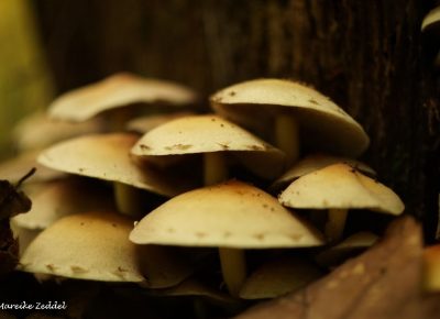 Viele kleine Pilze an einem Baum im Wald