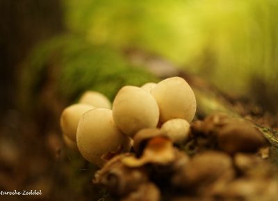 Mehere Pilze auf einem Baumstamm im Wald