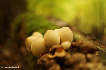 Mehere Pilze auf einem Baumstamm im Wald
