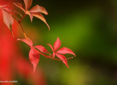 Rote Blätter im Sonnenlicht