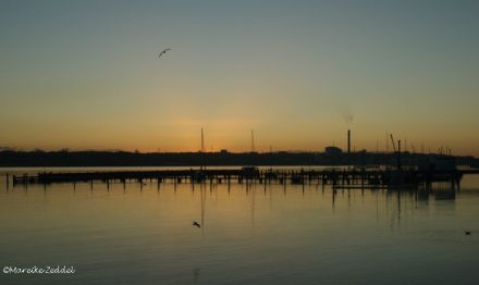 Möwen und Boote am Morgen in Kiel